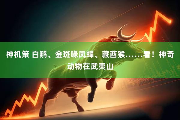 神机策 白鹇、金斑喙凤蝶、藏酋猴……看！神奇动物在武夷山